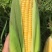 玉米🌽