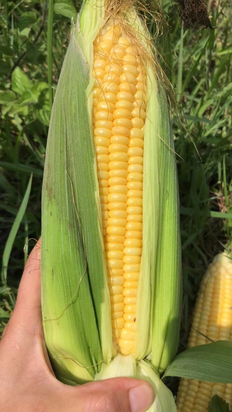 玉米🌽