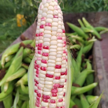 花糯新鲜玉米花包谷彩糯甜糯一点红676