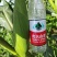 花糯新鲜玉米花包谷彩糯甜糯一点红676