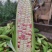 花糯新鲜玉米花包谷彩糯甜糯一点红676