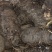 【包邮】野生大叶仙茅，大地棕，猴子背巾现采现发。干货预定
