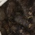 【包邮】野生大叶仙茅，大地棕，猴子背巾现采现发。干货预定