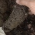 【包邮】野生大叶仙茅，大地棕，猴子背巾现采现发。干货预定