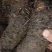 【包邮】野生大叶仙茅，大地棕，猴子背巾现采现发。干货预定