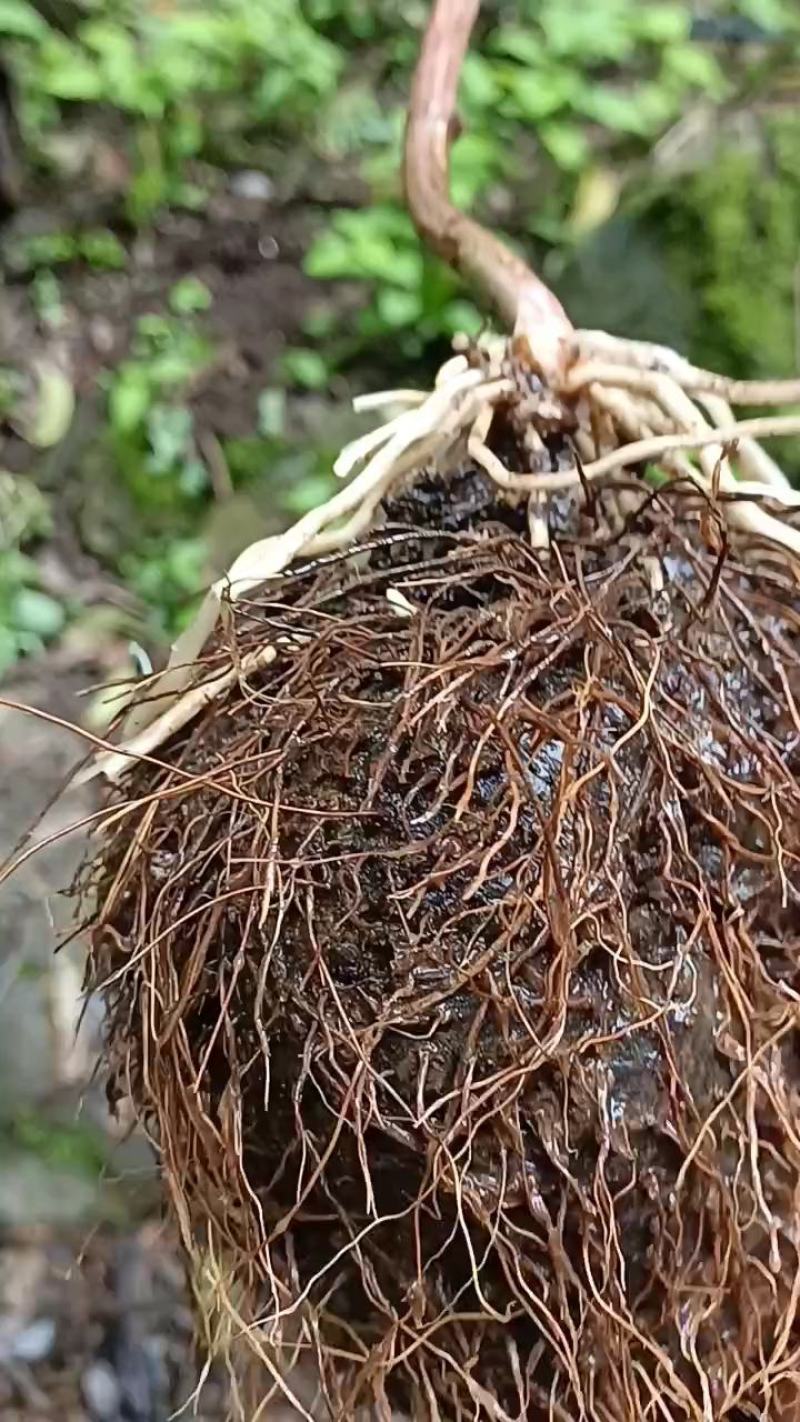 【包邮】野生黄独，黄药子根部鲜货，下单现采现发，可干货