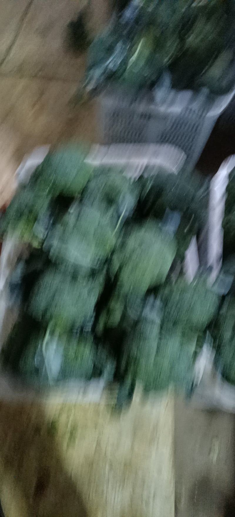 西兰花产地直销一手货源