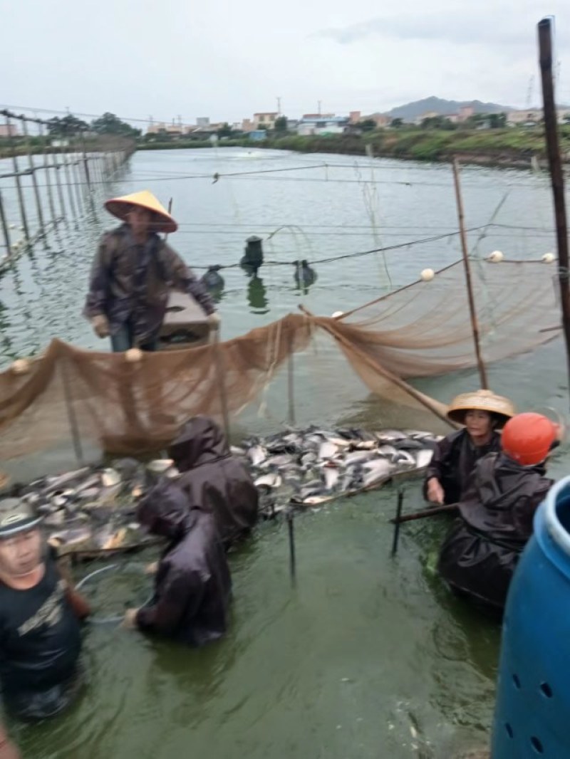 广东范围钓场配送，规格齐全，保证质量，保证存活率