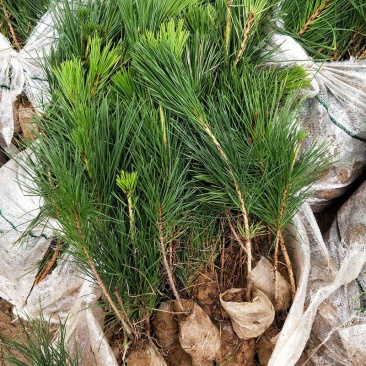 绿化苗木黑松树苗日本黑松苗耐寒植物四季常青黑松盆景素材松