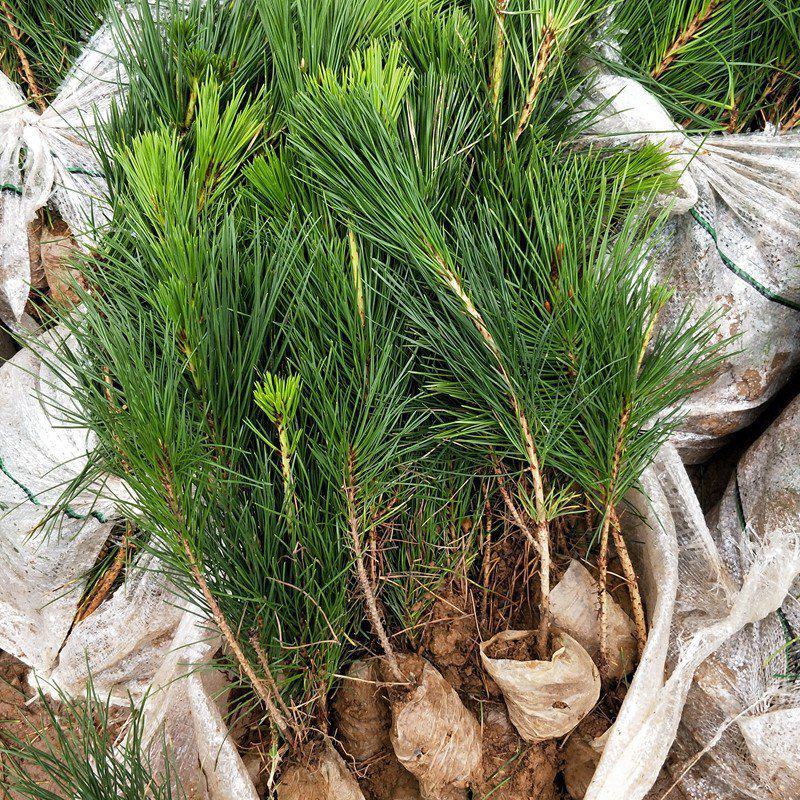 绿化苗木黑松树苗日本黑松苗耐寒植物四季常青黑松盆景素材松