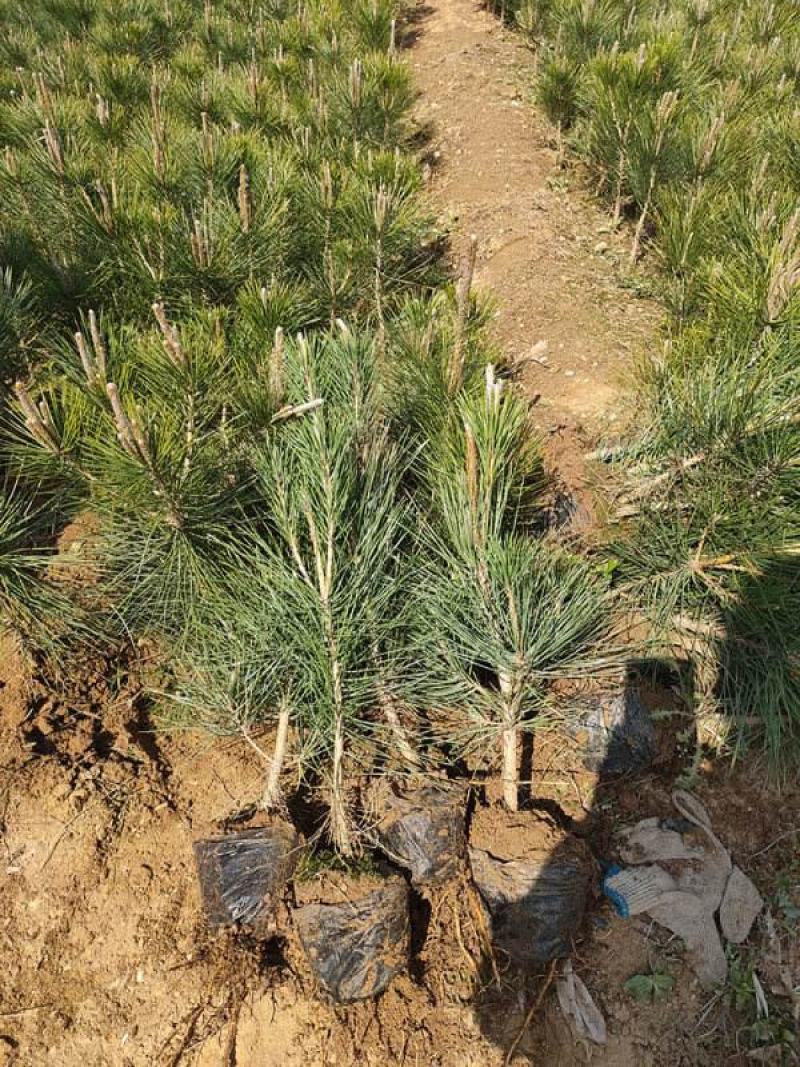 绿化苗木黑松树苗日本黑松苗耐寒植物四季常青黑松盆景素材松
