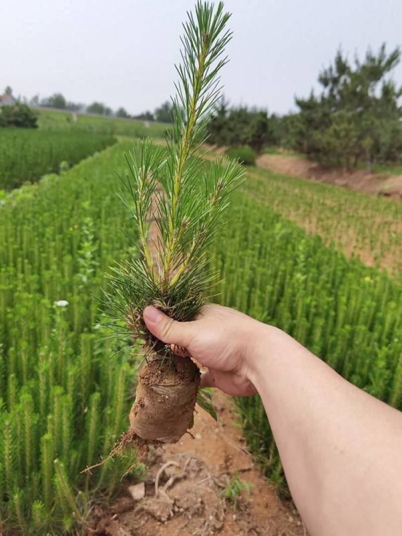 绿化苗木黑松树苗日本黑松苗耐寒植物四季常青黑松盆景素材松