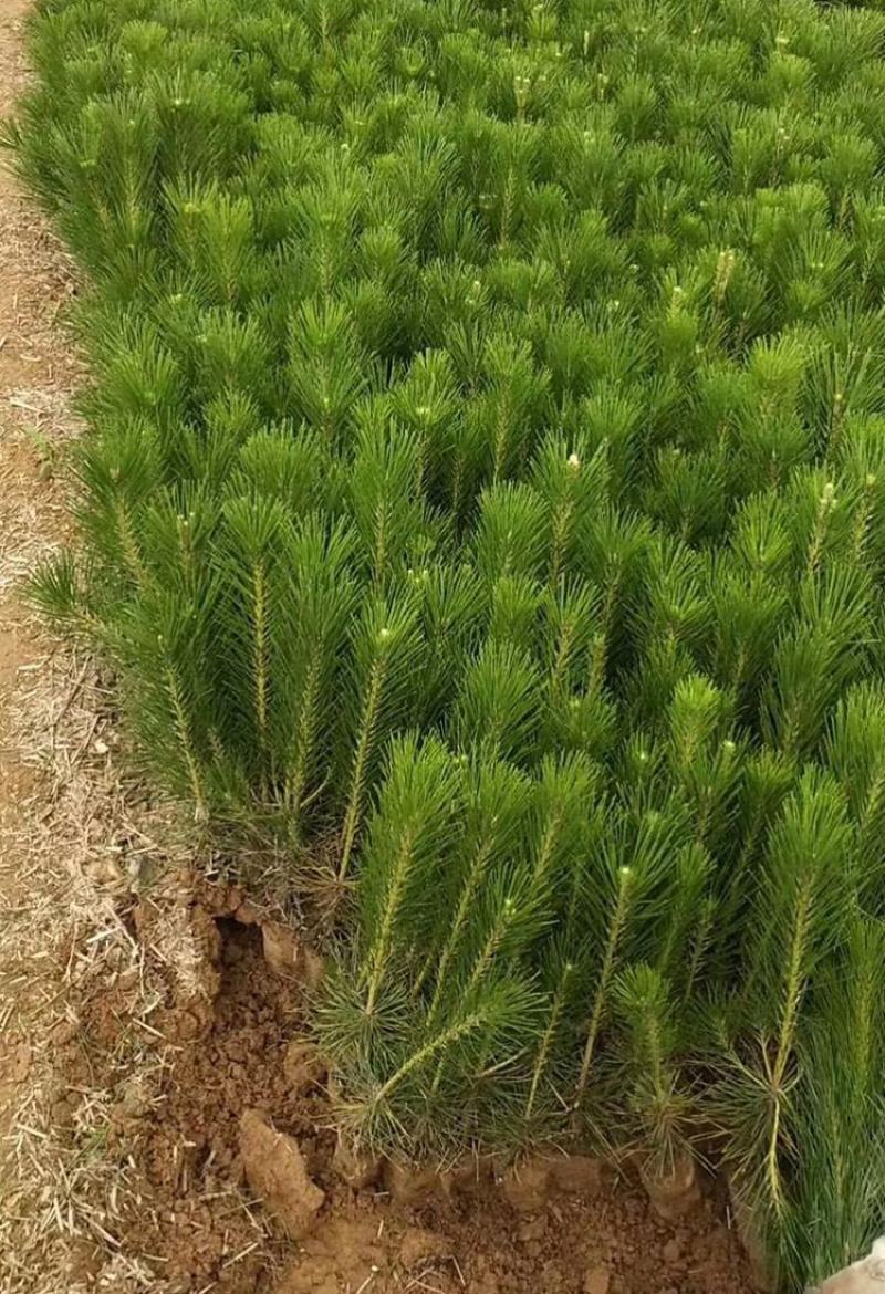 绿化苗木黑松树苗日本黑松苗耐寒植物四季常青黑松盆景素材松