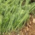 绿化苗木黑松树苗日本黑松苗耐寒植物四季常青黑松盆景素材松
