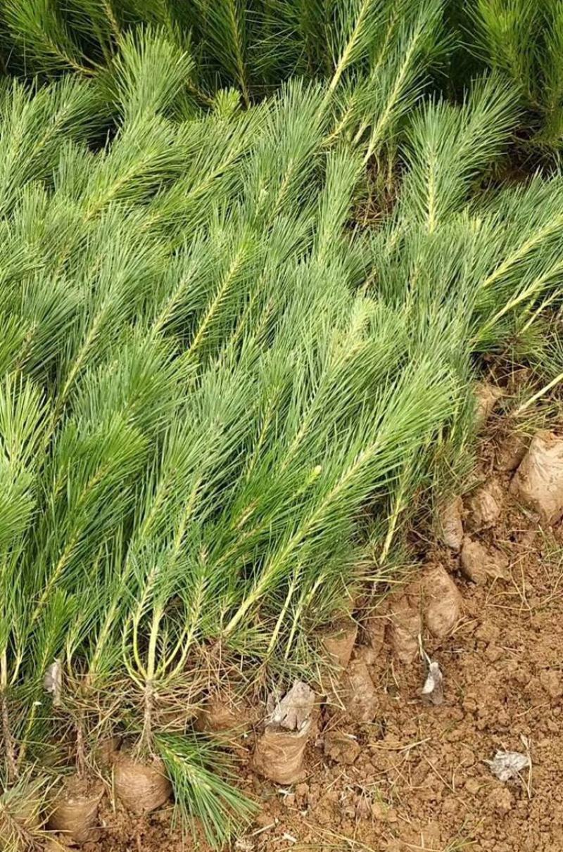 绿化苗木黑松树苗日本黑松苗耐寒植物四季常青黑松盆景素材松