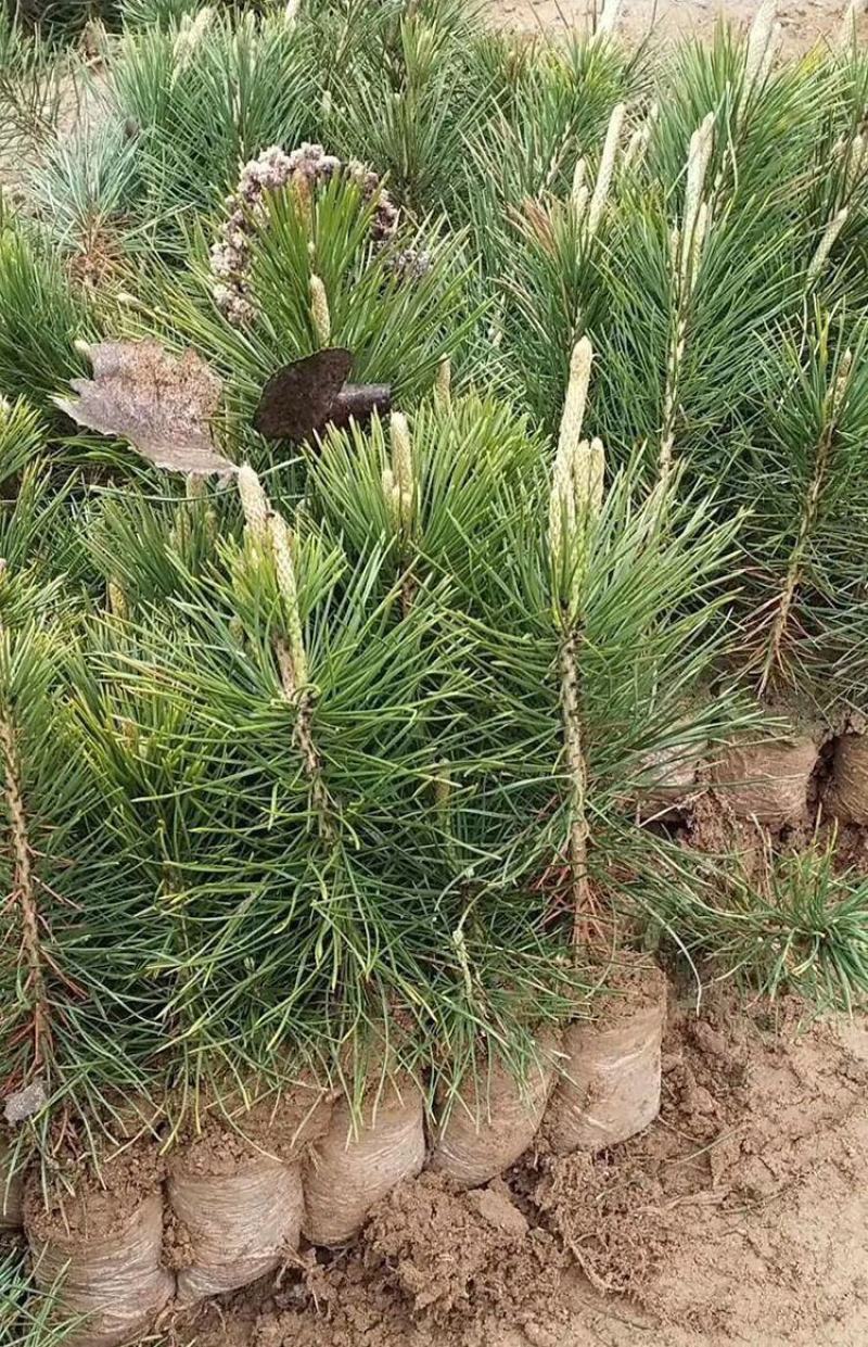 绿化苗木黑松树苗日本黑松苗耐寒植物四季常青黑松盆景素材松