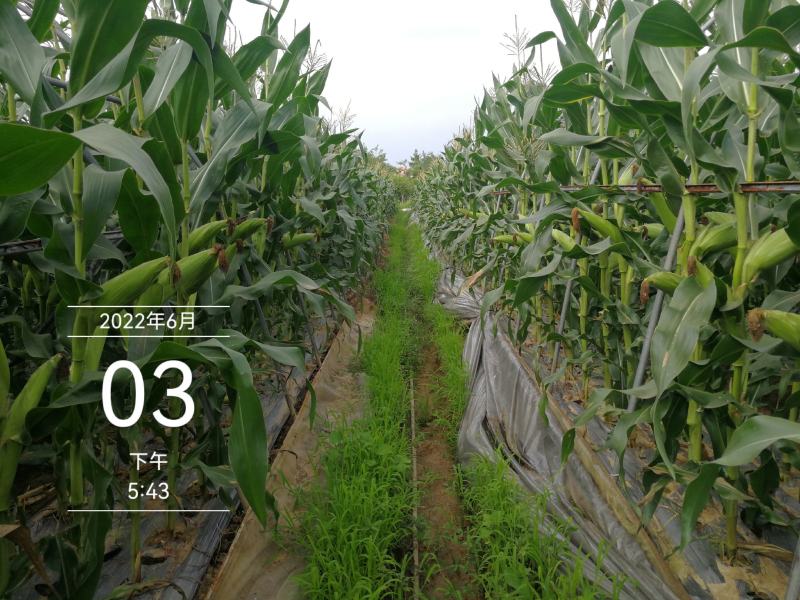 万糯188玉米，颜色青秀，无虫，满尖个头均匀