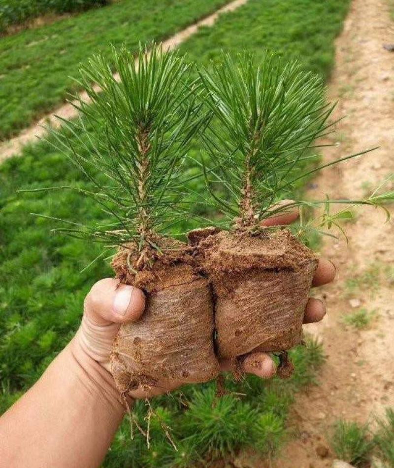 绿化苗木黑松树苗日本黑松苗耐寒植物四季常青黑松盆景素材松