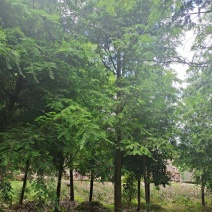 15公分红豆杉，基地直供，树型优美，性价比很高