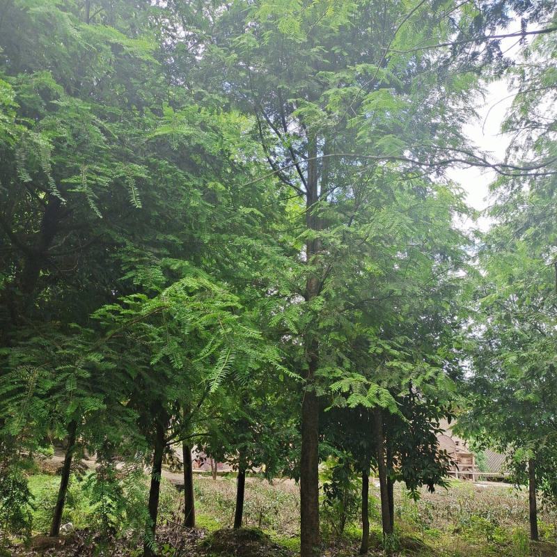 15公分红豆杉，基地直供，树型优美，性价比很高