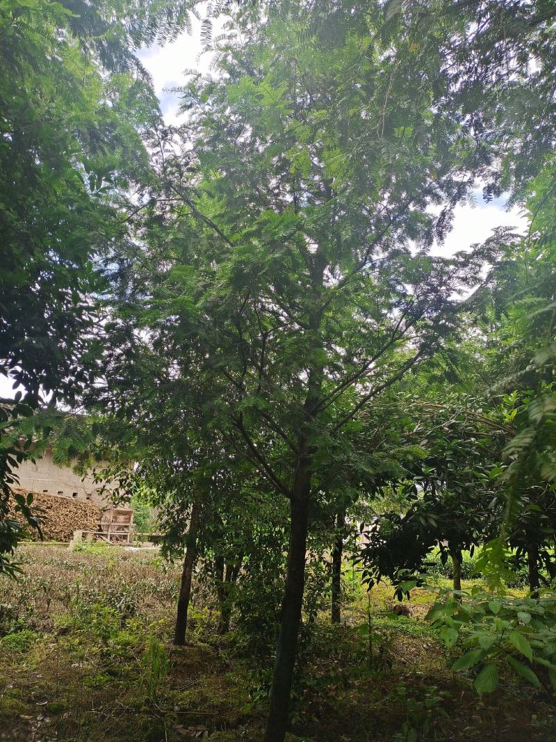 15公分红豆杉，基地直供，树型优美，性价比很高