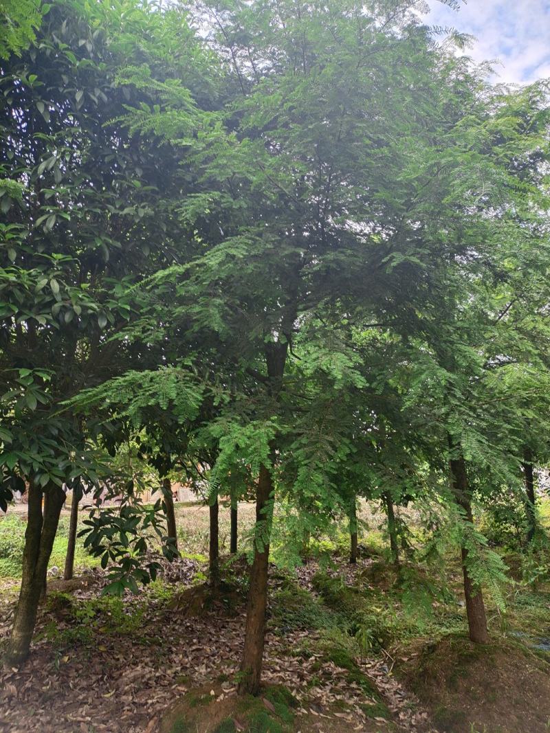 15公分红豆杉，基地直供，树型优美，性价比很高