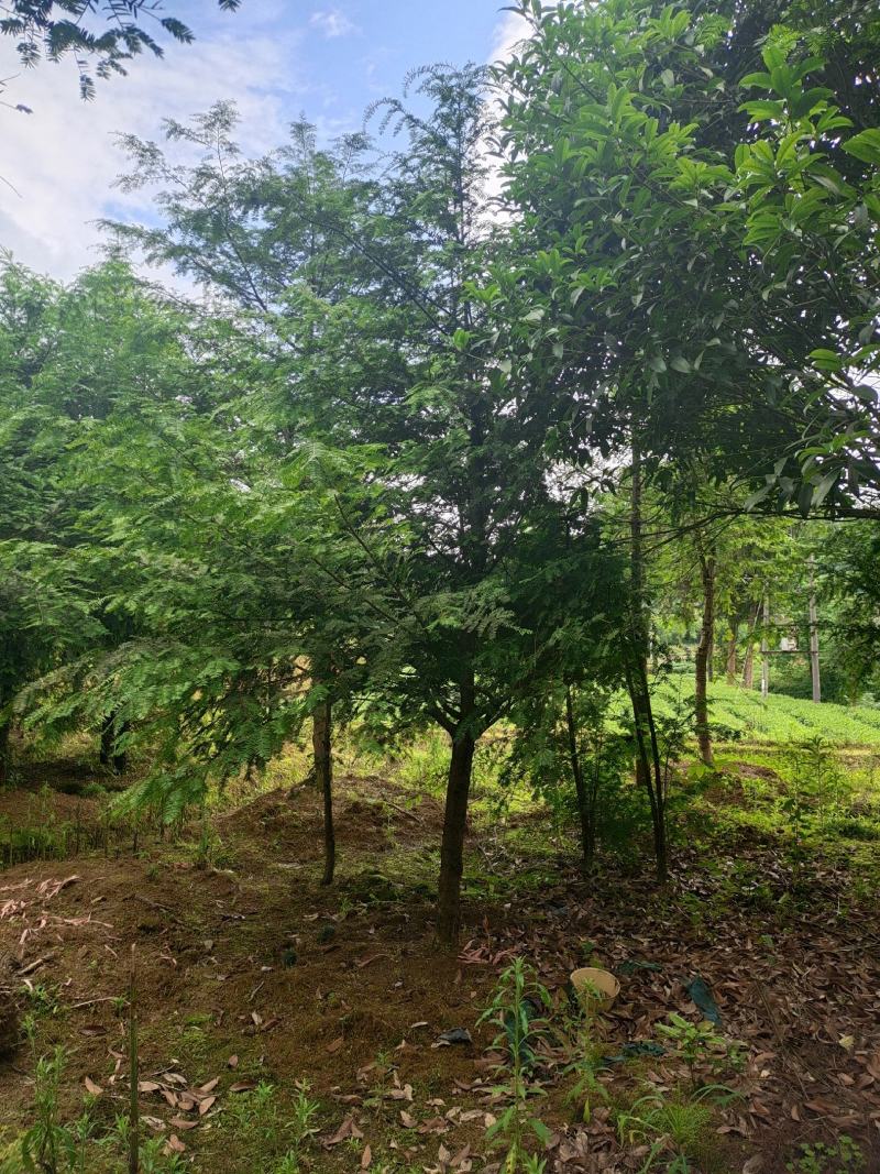 15公分红豆杉，基地直供，树型优美，性价比很高