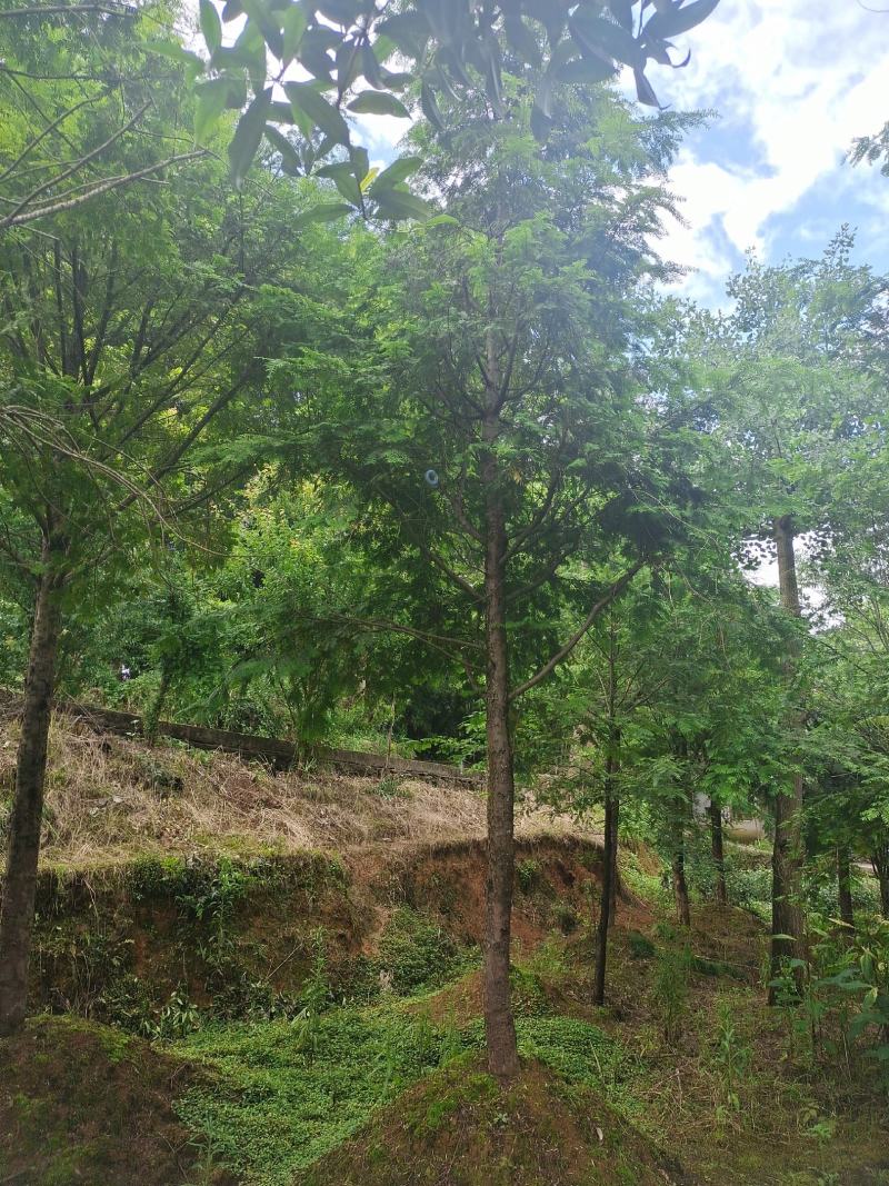 15公分红豆杉，基地直供，树型优美，性价比很高