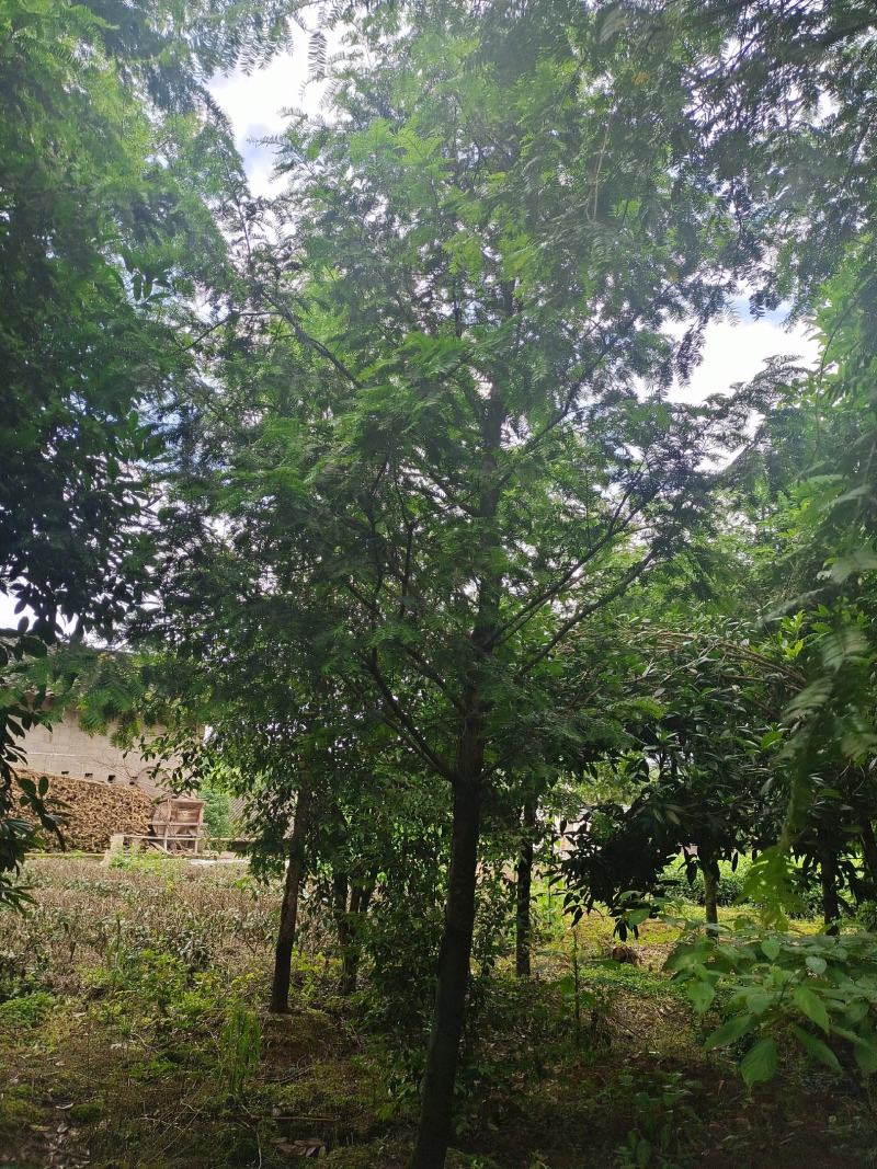 15公分红豆杉，基地直供，树型优美，性价比很高