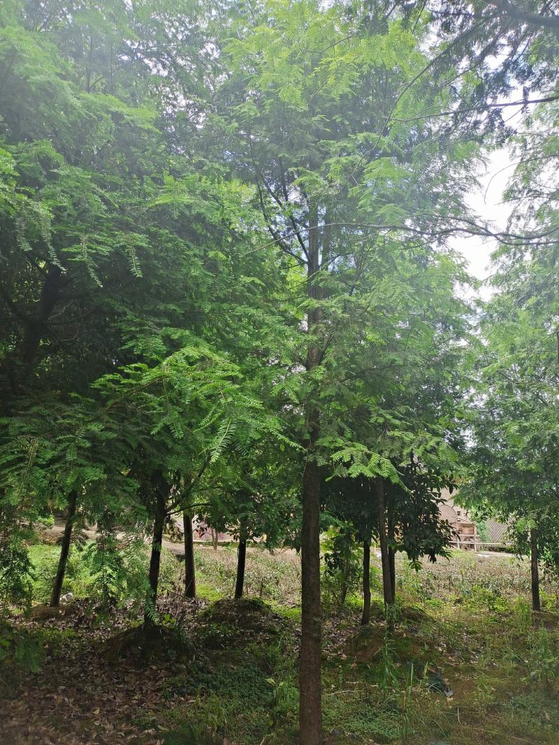 15公分红豆杉，基地直供，树型优美，性价比很高
