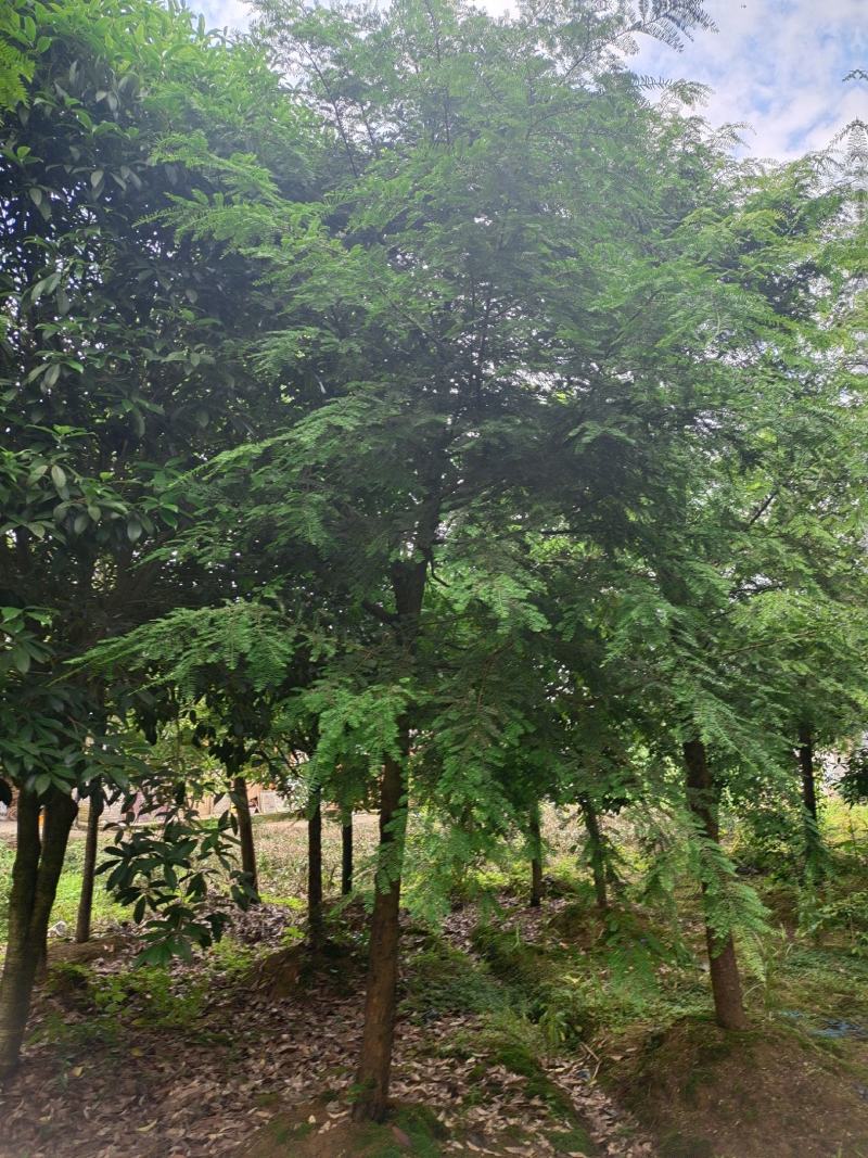 15公分红豆杉，基地直供，树型优美，性价比很高