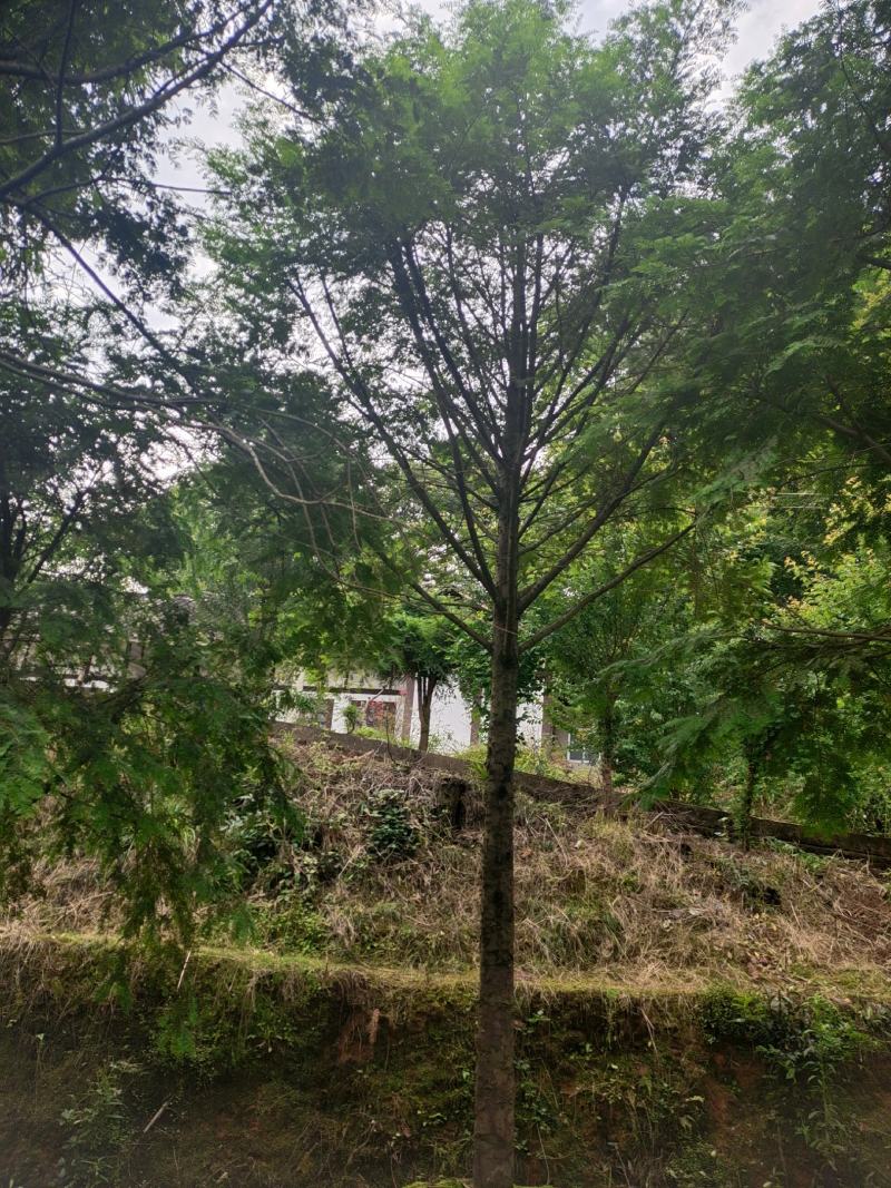 15公分红豆杉，基地直供，树型优美，性价比很高