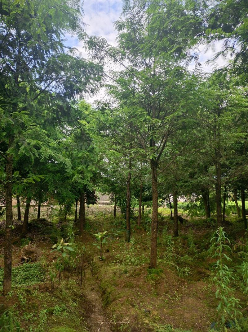 15公分红豆杉，基地直供，树型优美，性价比很高