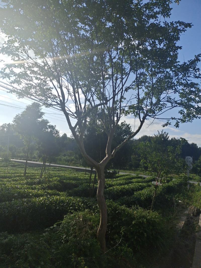 12公分本地大红紫薇，基地直供，树型精品，性价比高