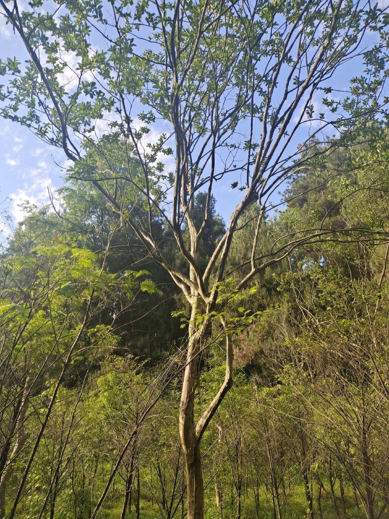 12公分本地大红紫薇，基地直供，树型精品，性价比高