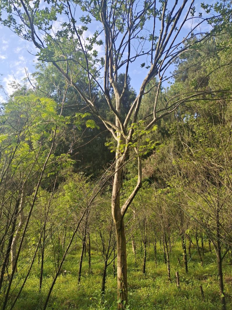 12公分本地大红紫薇，基地直供，树型精品，性价比高