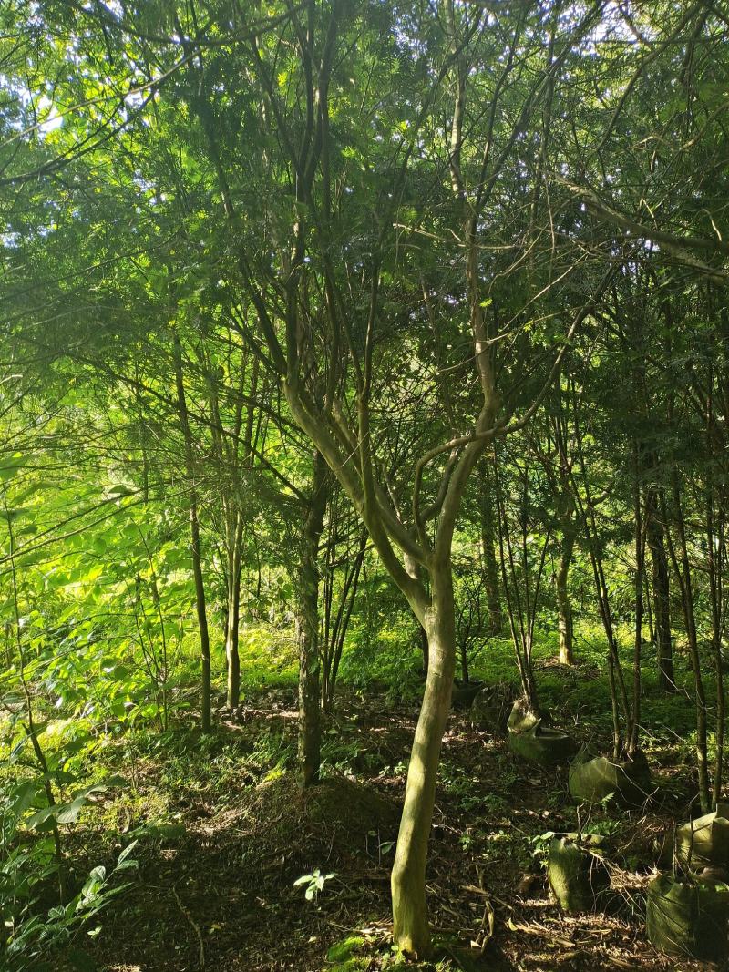 12公分本地大红紫薇，基地直供，树型精品，性价比高