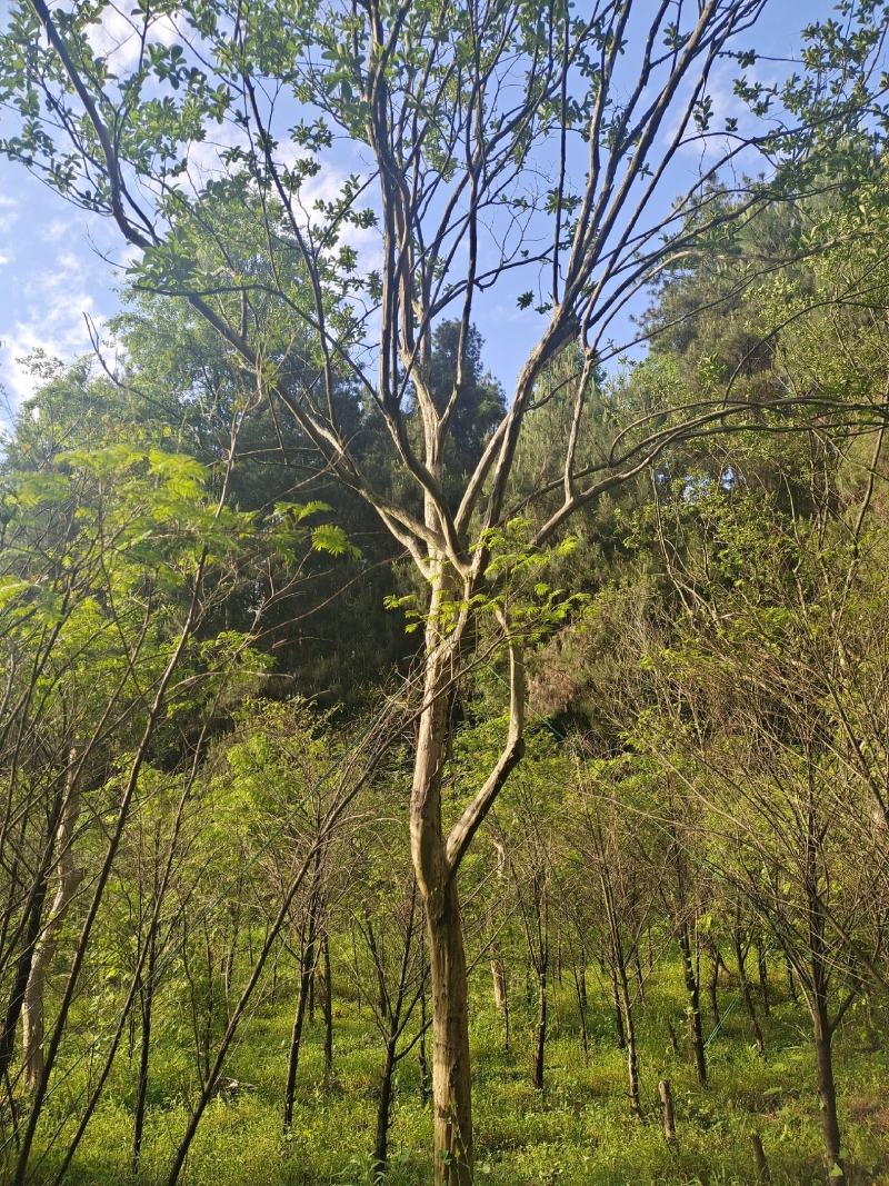 12公分本地大红紫薇，基地直供，树型精品，性价比高