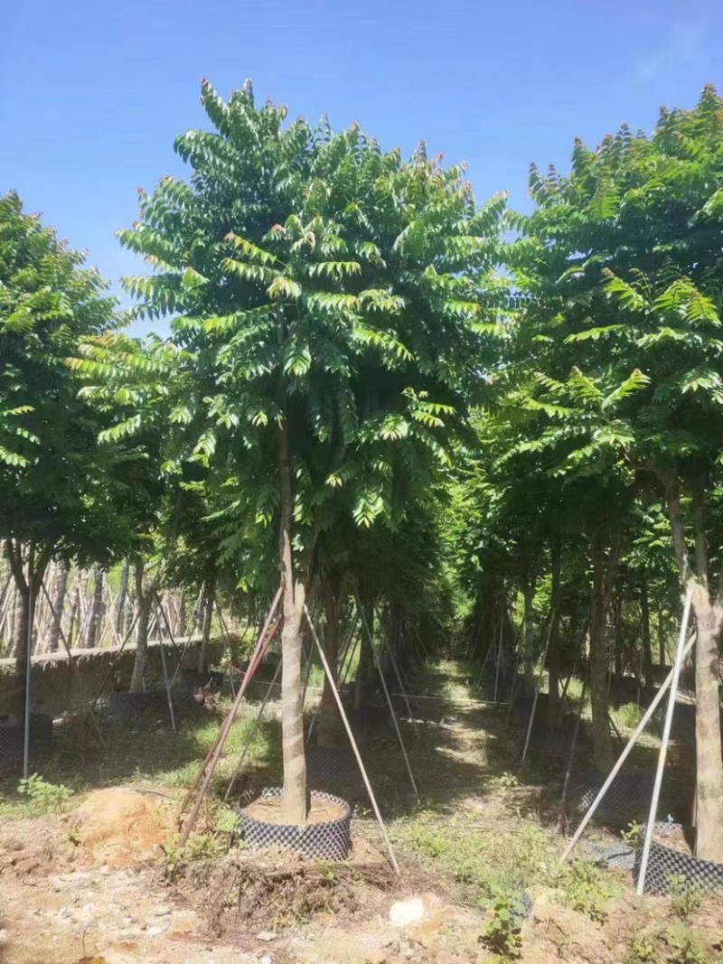 大量出售麻楝12-15总有一千颗这种规格齐全。