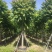 大量出售麻楝12-15总有一千颗这种规格齐全。