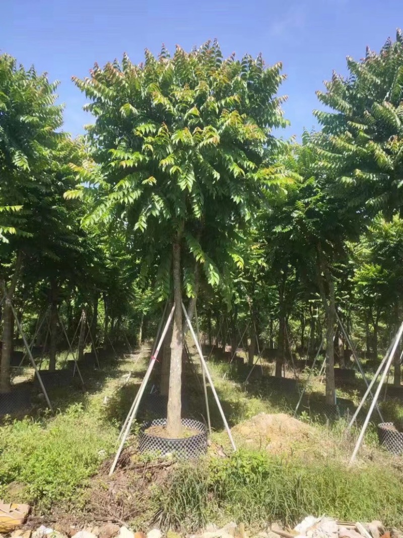 大量出售麻楝12-15总有一千颗这种规格齐全。