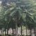大量出售麻楝12-15总有一千颗这种规格齐全。