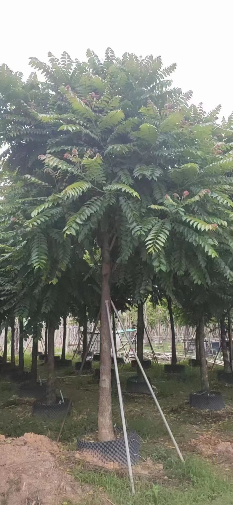 大量出售麻楝12-15总有一千颗这种规格齐全。