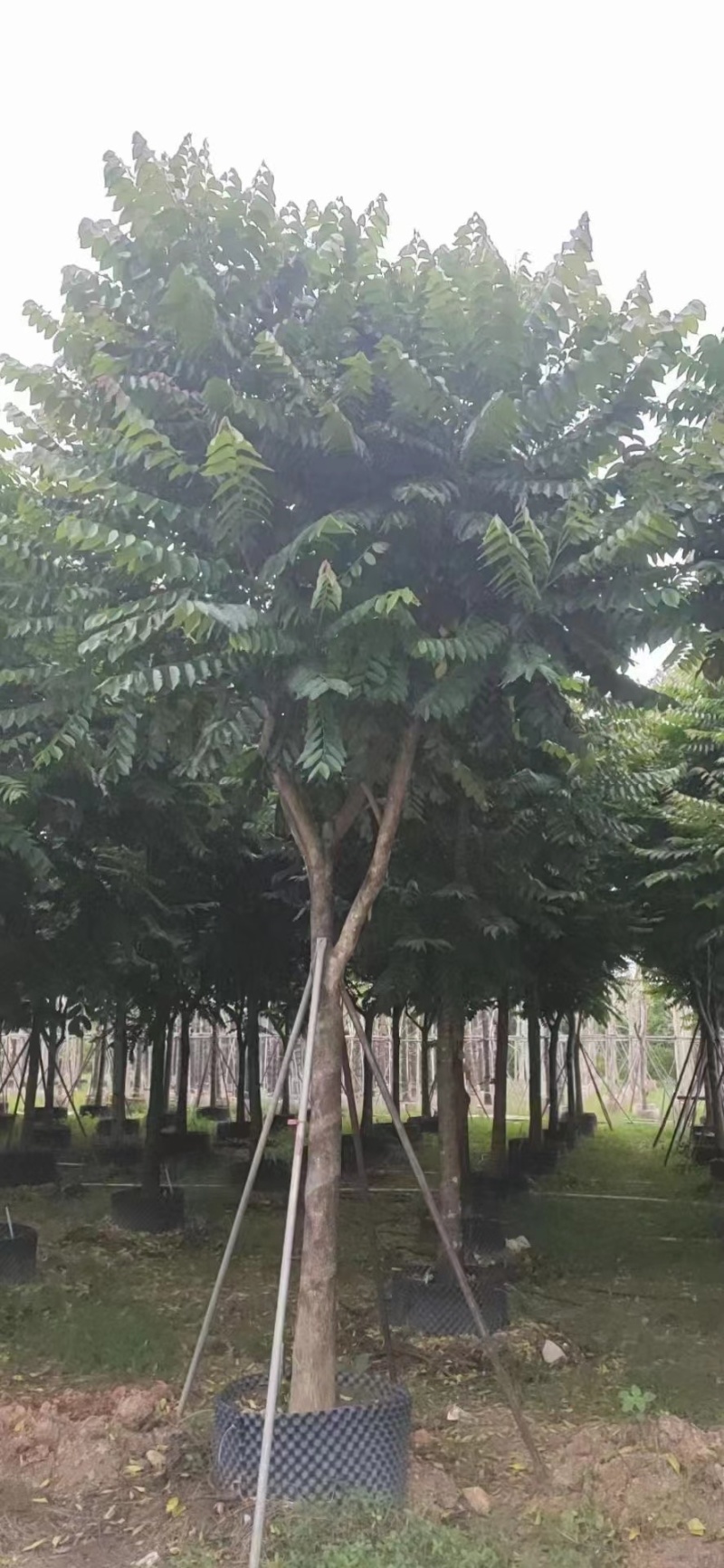 大量出售麻楝12-15总有一千颗这种规格齐全。