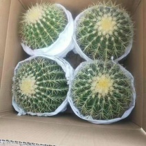 金虎，虎虎生威，镇宅辟邪，一件也是批发价