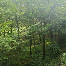 10公分红豆杉，基地直供，树型优美，价格实惠