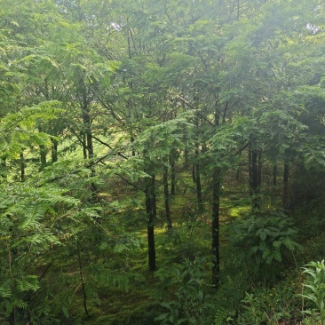 10公分红豆杉，基地直供，树型优美，价格实惠