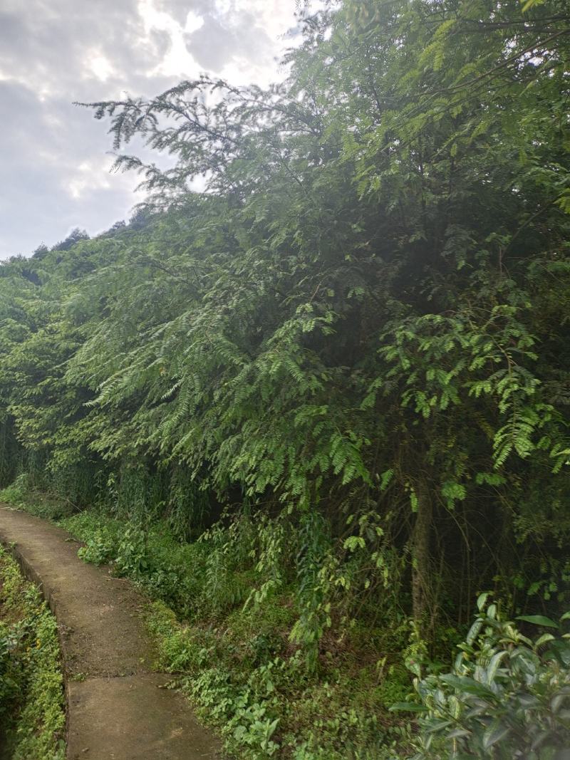 10公分红豆杉，基地直供，树型优美，价格实惠
