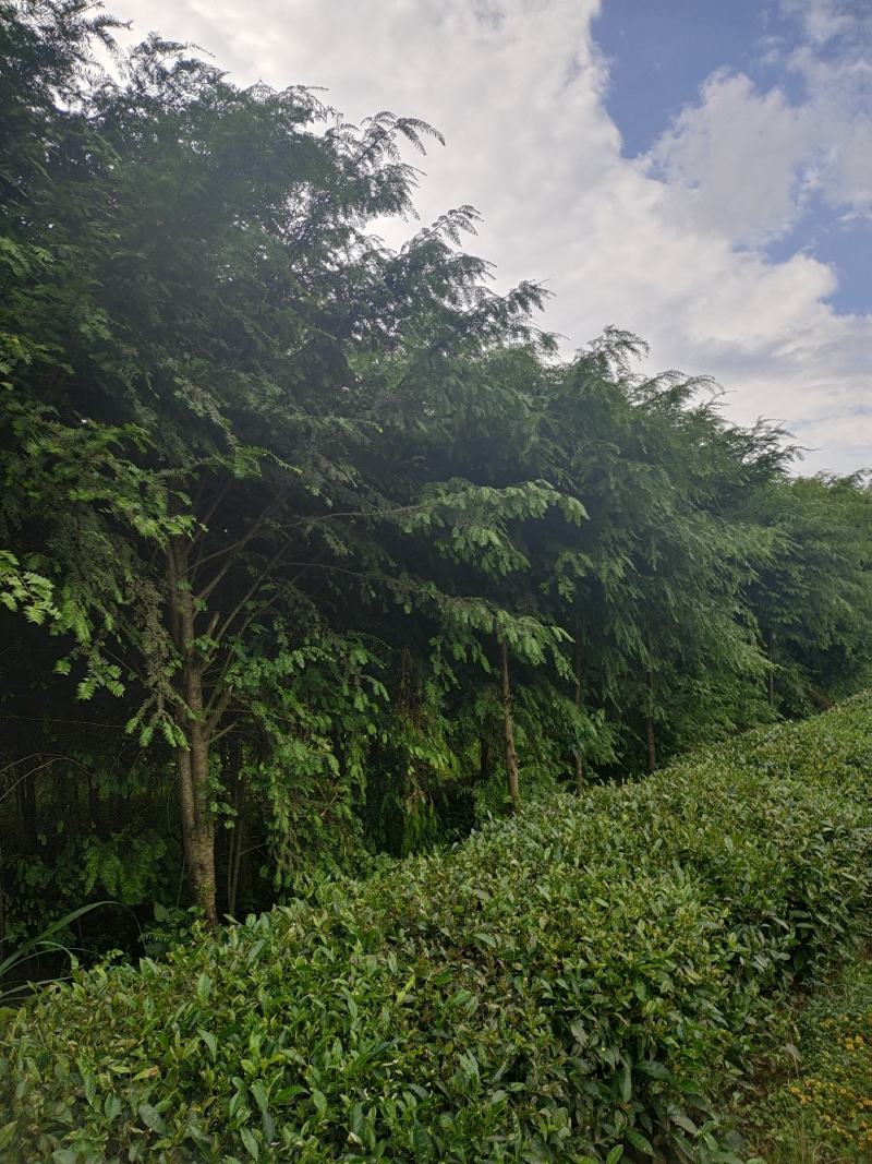 10公分红豆杉，基地直供，树型优美，价格实惠