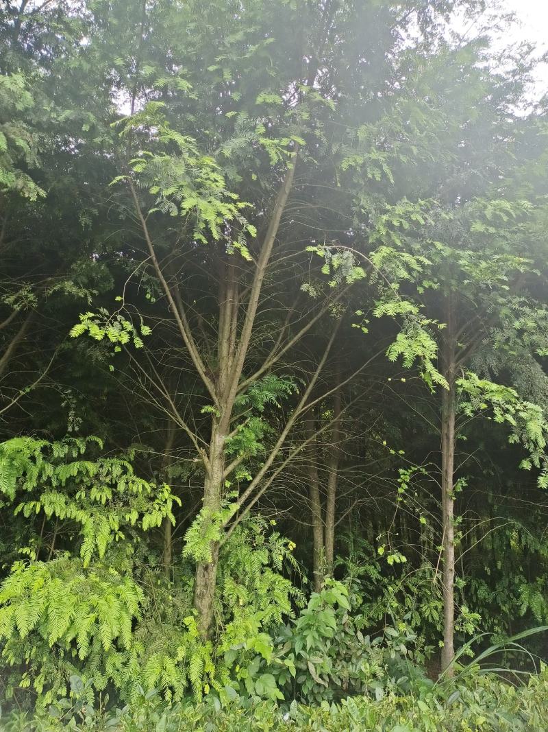 10公分红豆杉，基地直供，树型优美，价格实惠
